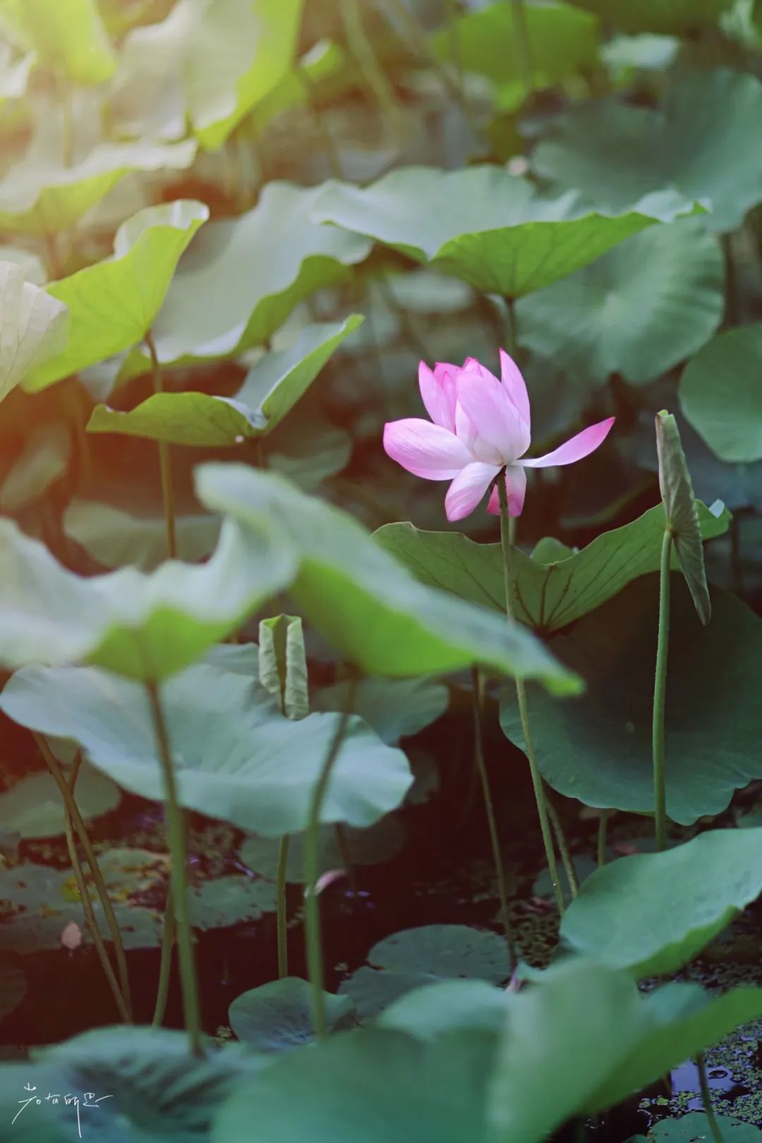 娌欏娴滈鏅尯鑺辨捣,娌欏娴滅殑绱壊鑺辨捣