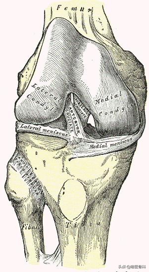 当外星人的球技配上地球人的前交叉韧带