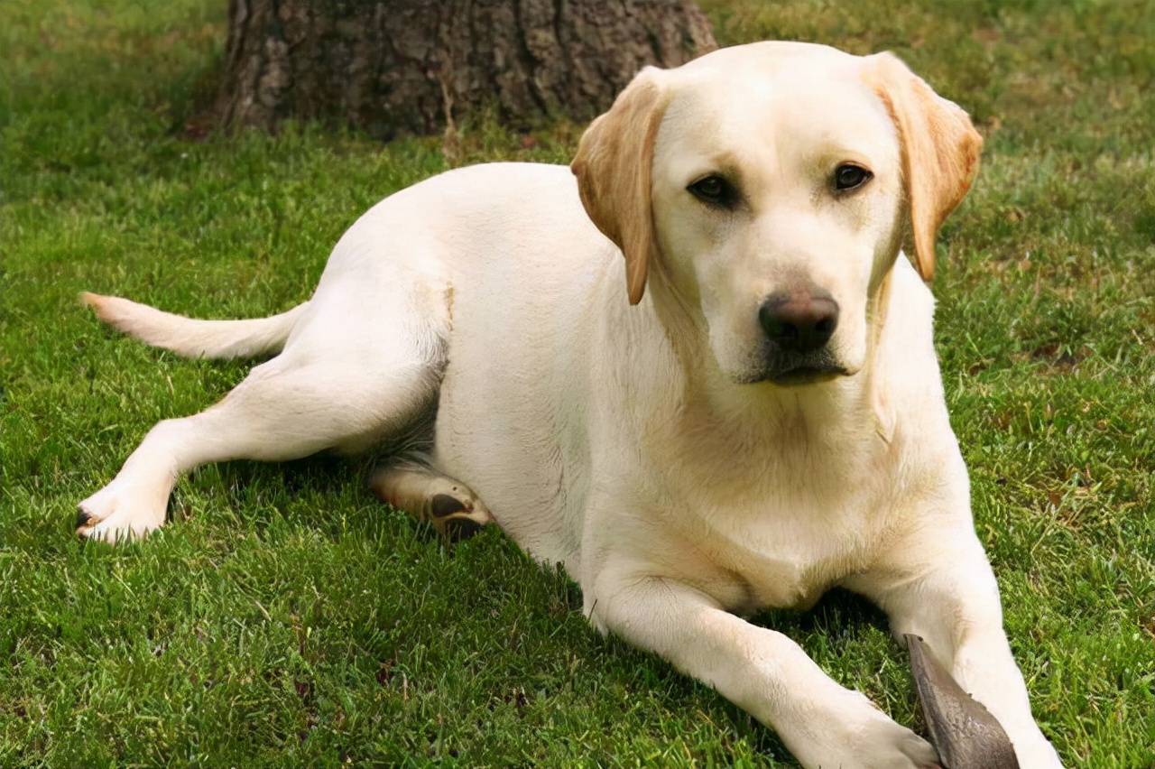 “战斗力爆表”的5种狗狗,狗狗中哪些狗既听话又乖巧