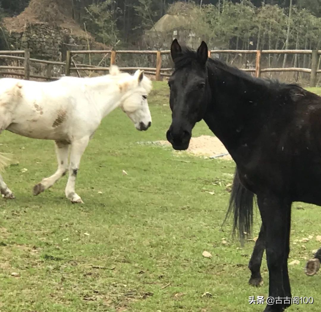萧绍古道完整版,萧绍古道高度