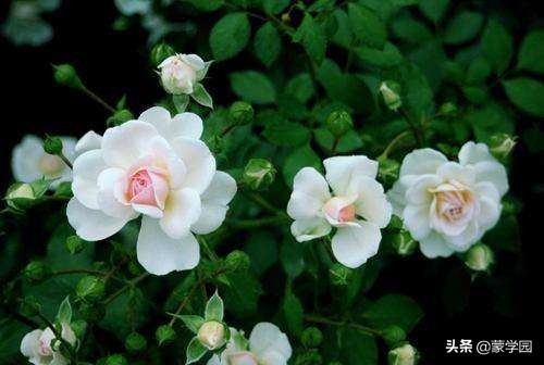 一月到十二月开什么花的诗,关于12个月份花的诗