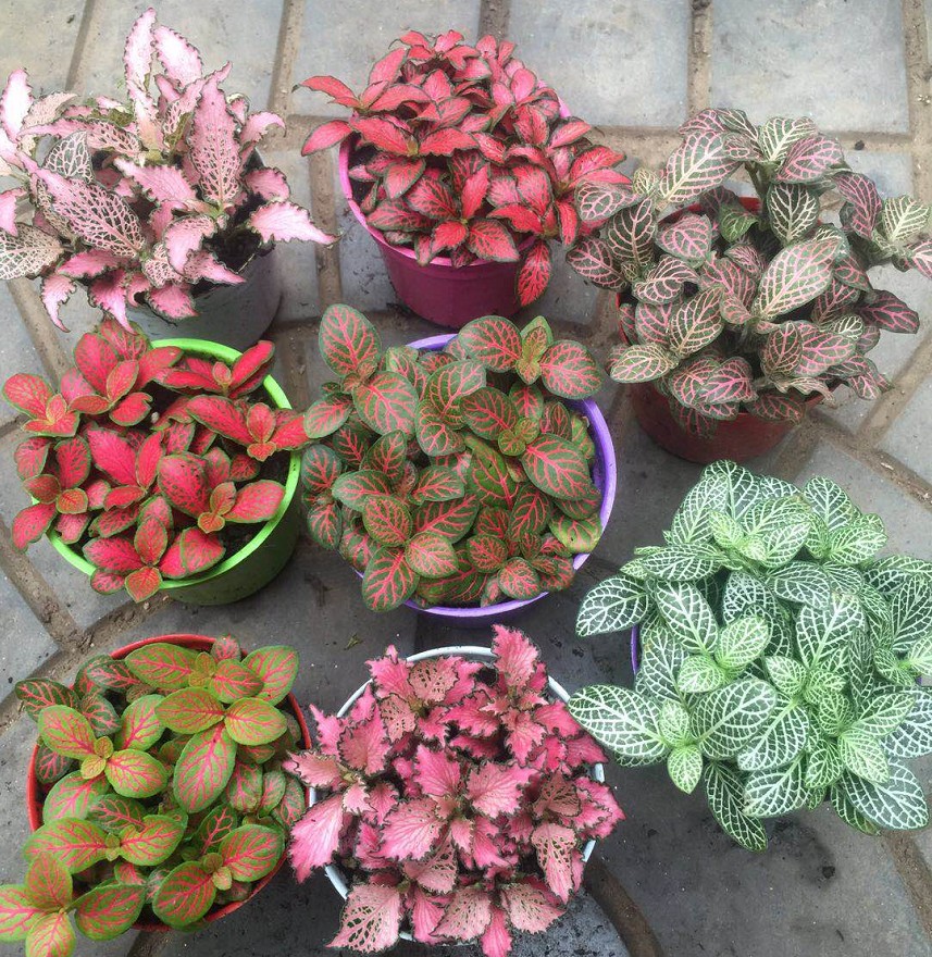 好养的盆栽花卉排名前十,盆栽花比较好养的有哪些