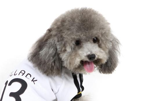 小狗总是拉稀怎么办,小狗一直拉稀怎么治疗