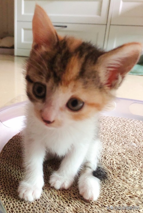 大宠爱体内外驱虫效果怎么样,大宠爱驱虫效果如何