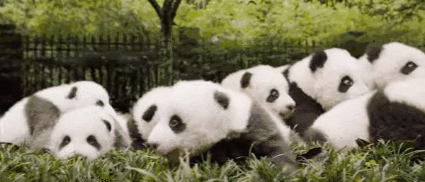 动物吃自己粪便原因,为什么动物吃掉粪便