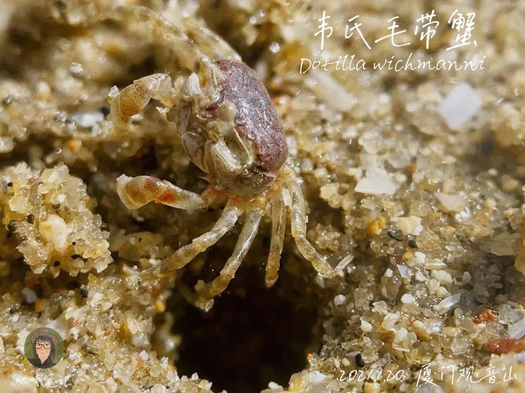 鼓浪屿赶海抓虫,鼓浪屿赶海佛手螺