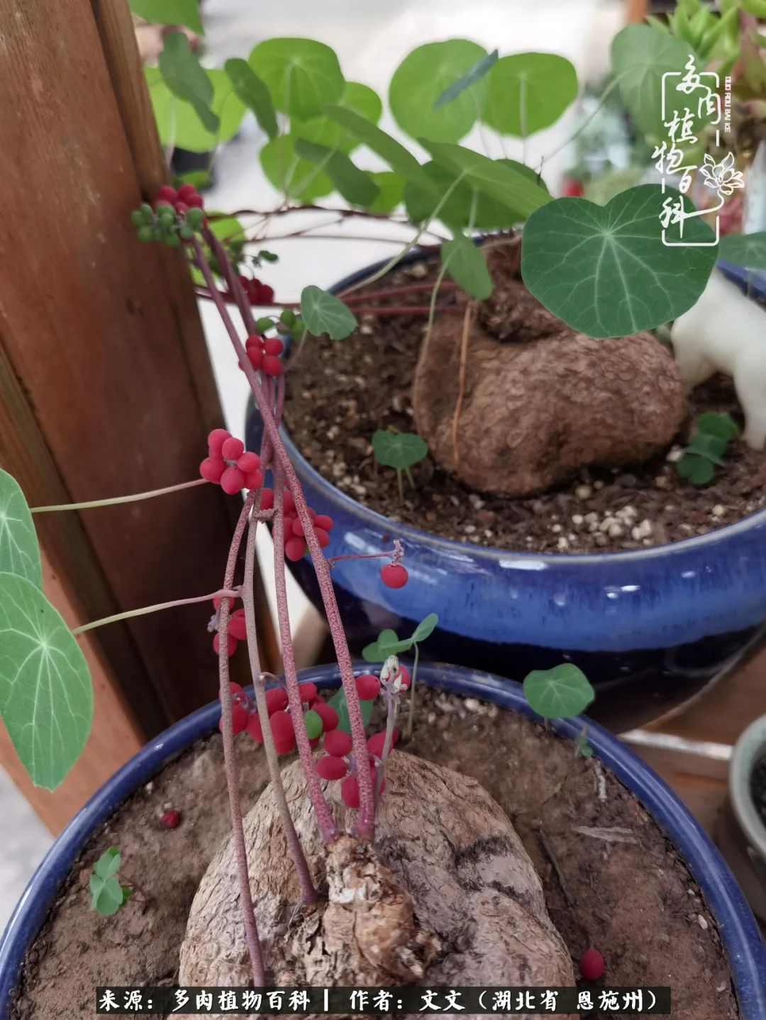 夏季多肉花园图片,初夏多肉花园