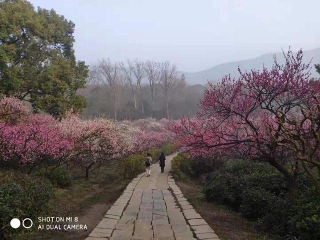 梅花山小梅山,南京梅花山和第一梅山有区别
