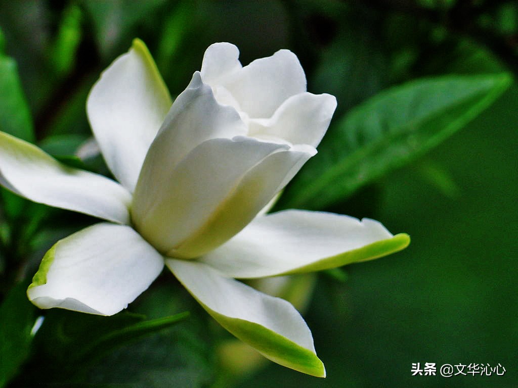 每日原创诗词一首,每日成诗