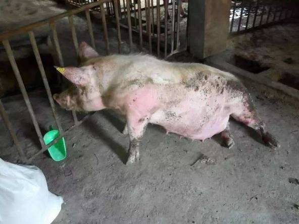 猪后腿无力站不起来链球菌,链球菌倒地的猪怎么治疗