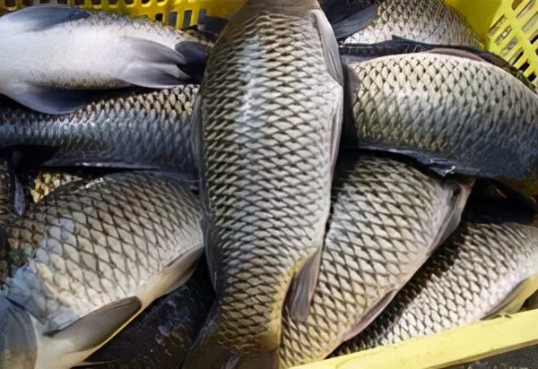 养好草鱼,鱼缸养草鱼多长时间能养好