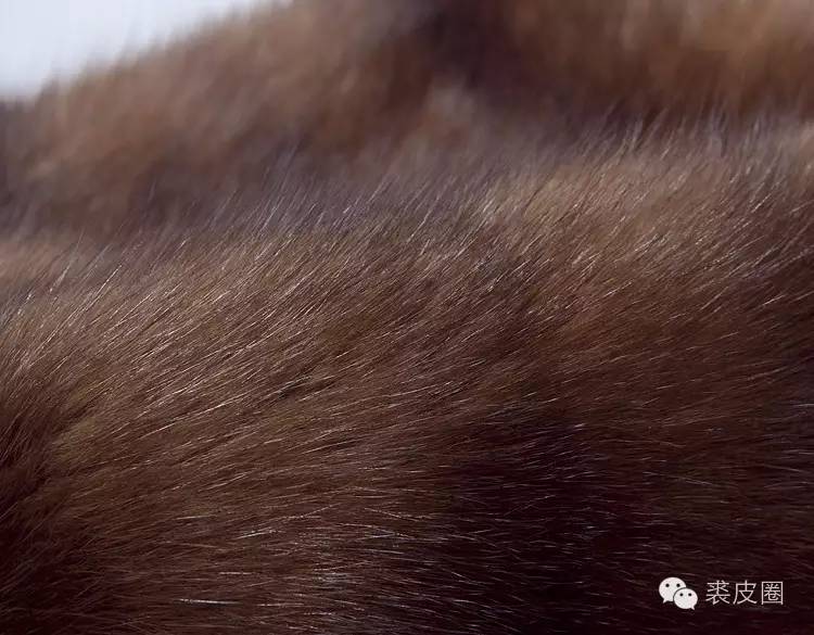 貂中之王紫貂什么颜色,裘中之王是什么意思