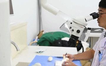 鸡蛋皮缝合手术,缝合鸡蛋膜视频教程