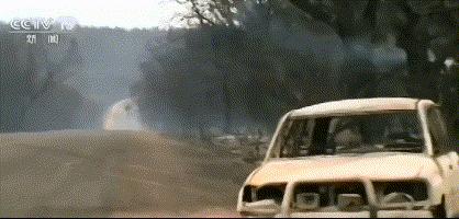 澳大利亚山火导致多少动物死亡,澳洲山火肆虐无数动物被烧死