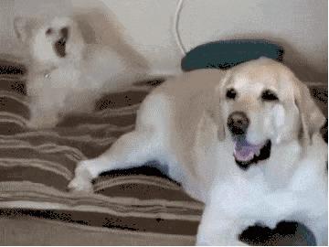 狗狗开心是不是活得更久,狗狗开心时有哪些反应