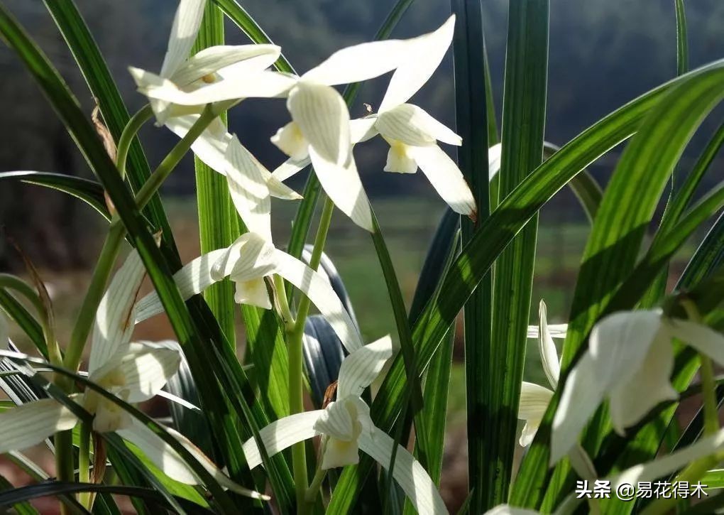 大雪素莲瓣兰和剑阳蝶多少钱一苗,莲瓣兰大雪素和老种大雪素的区别
