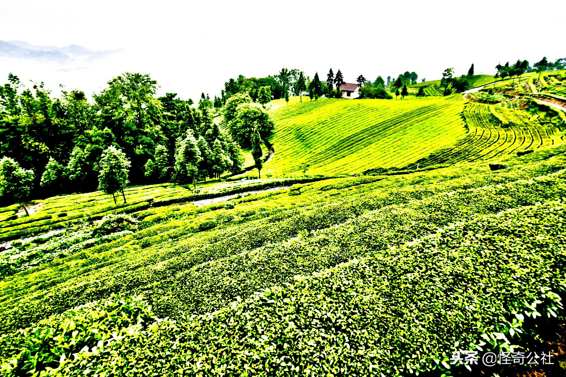 五盖山云雾贡茶历史渊源,高山云雾茶五指山红茶特点