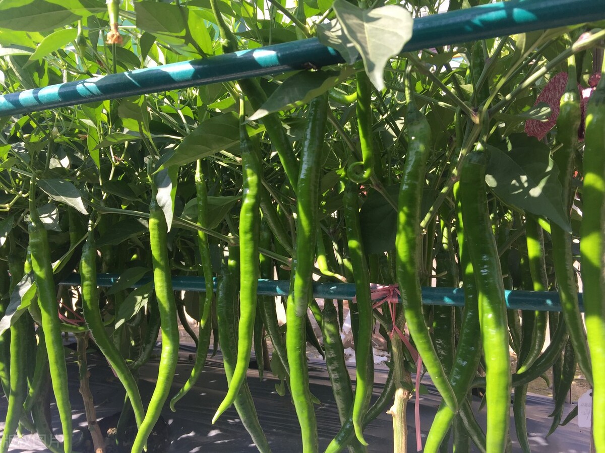 冬季辣椒怎么保温,冬天辣椒苗怎么防冻