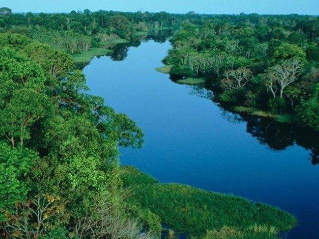 亚马逊雨林是世界上最大的雨林,亚马逊热带雨林最大的生物