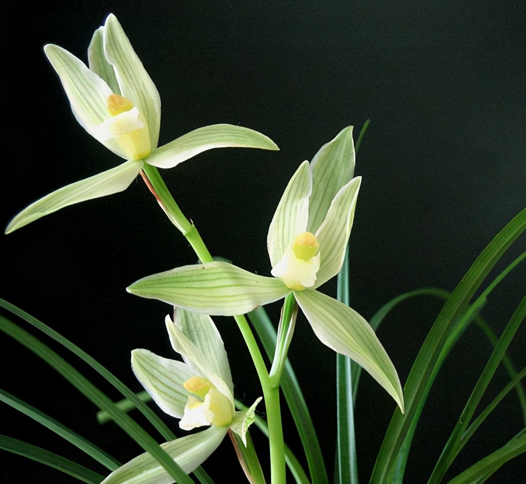 大理云龙县莲瓣兰,莲瓣兰滇西红缘