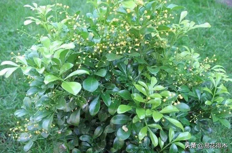 黄珠兰和白珠兰的区别,白珠兰和黄珠兰的区别