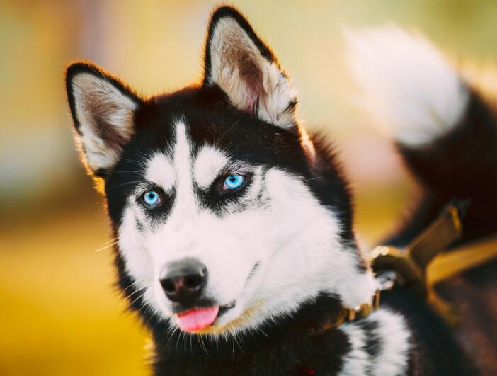 怎么培养一只听话的哈士奇,养一个会听话的哈士奇又能有多乖