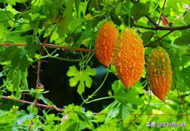 癞葡萄的种植方法和时间,癞葡萄的种植方法和技术