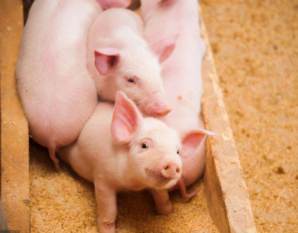 僵猪怎么治疗和管理,僵猪病猪处理方法