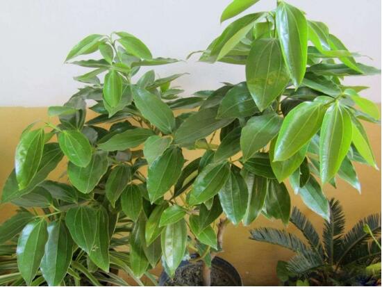 平安树的常见病害,平安树的各种病害图片