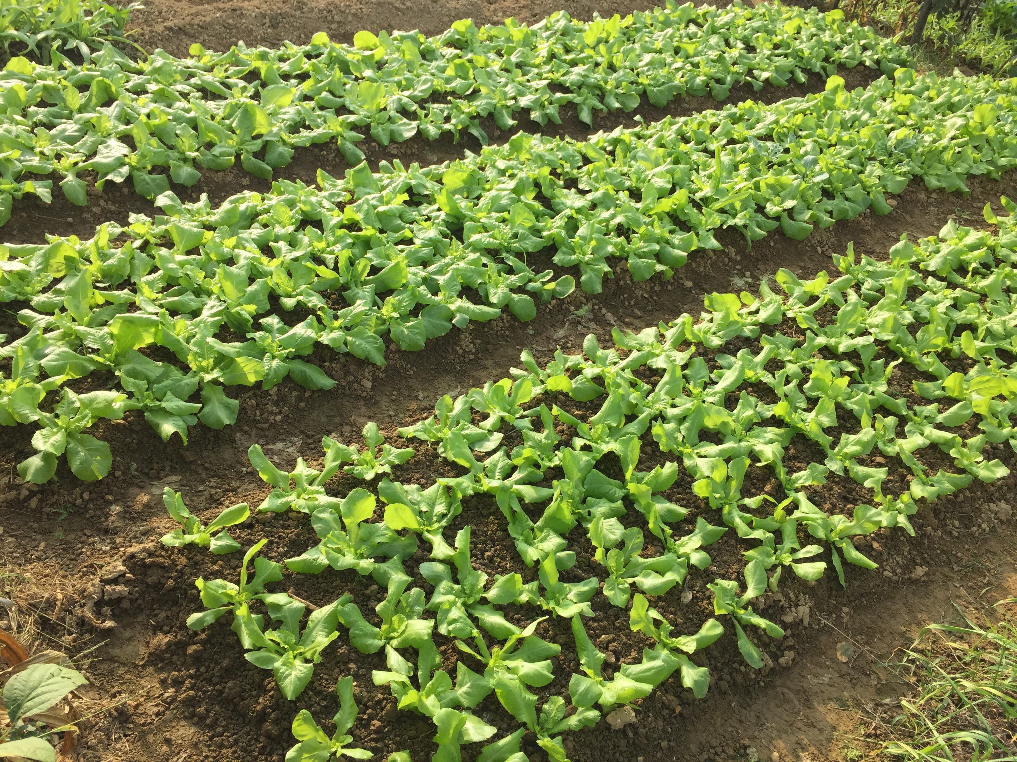 钟南山从尿中分离出新冠病毒，病毒是怎么跑的尿里去的？