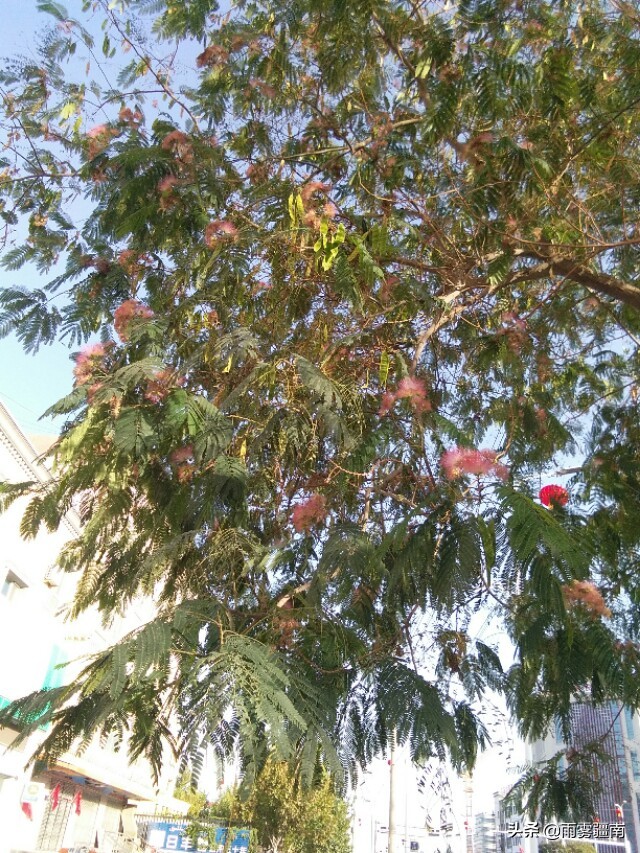 读古诗词，赏阿图什*欢合**花