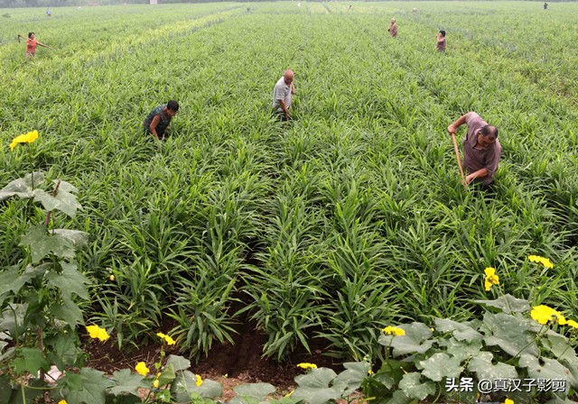 种植生姜的底肥过多,生姜卷叶黄叶,三招挽救