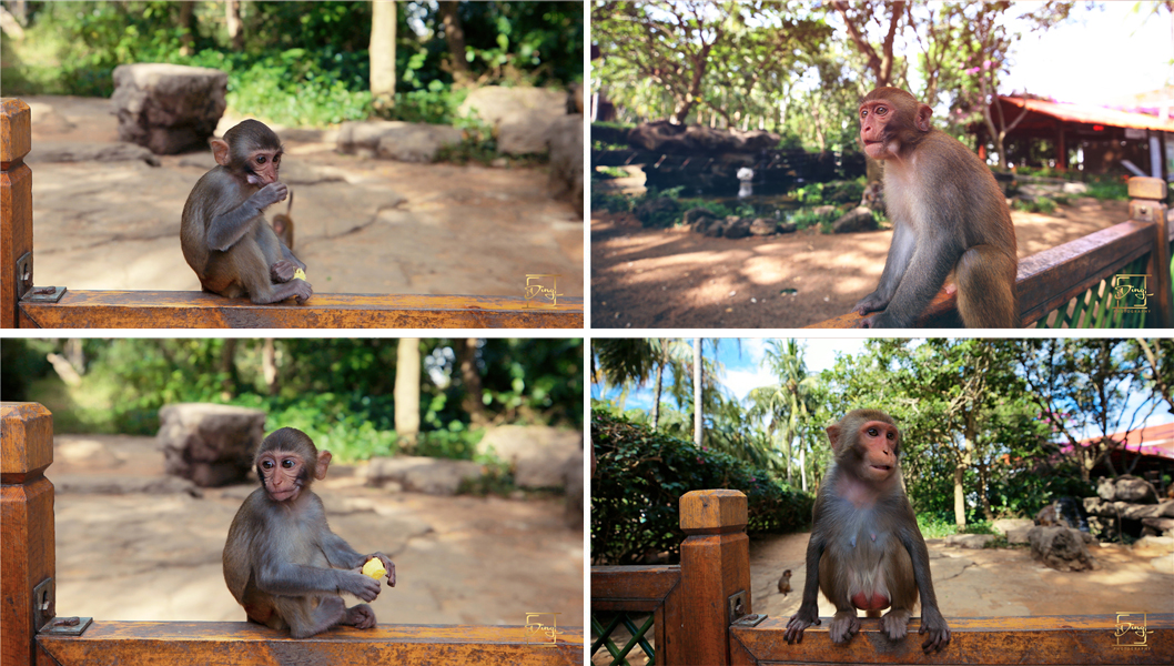 陵水猴岛与呆呆岛之旅,三亚猴岛呆呆岛有必要去吗