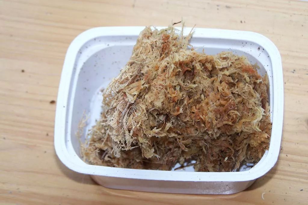 繁殖家里的木本绿植，可以尝试一下高枝压条法