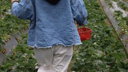 38抢从化宝趣玫瑰世界1大1小票赏春赏花赏美景不负*光春**不负卿