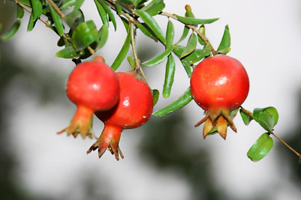 常见花卉养殖总汇,各种花卉植物养殖方法??
