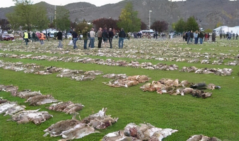 澳洲野兔泛滥成灾上演人兔大战,野兔在澳洲泛滥成灾多久了