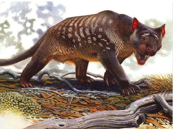 哺乳动物生命系统结构层次,为什么哺乳动物是卵生