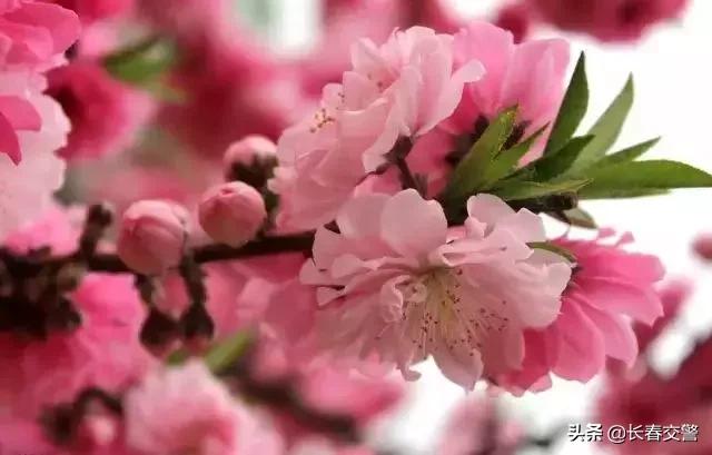 长春发布重要通知情况,长春面向社会公开招聘