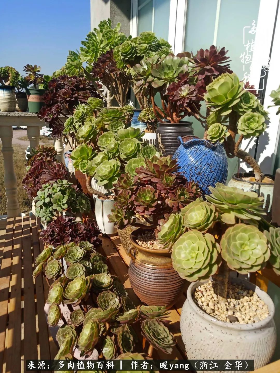 养多肉是业余的纯粹是爱好,每晚7点教您快速入门养多肉