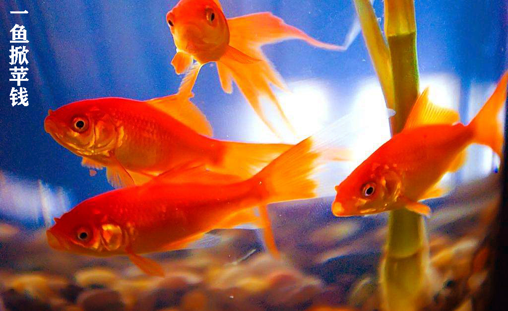 金鱼如何让水变清澈,金鱼延长寿命