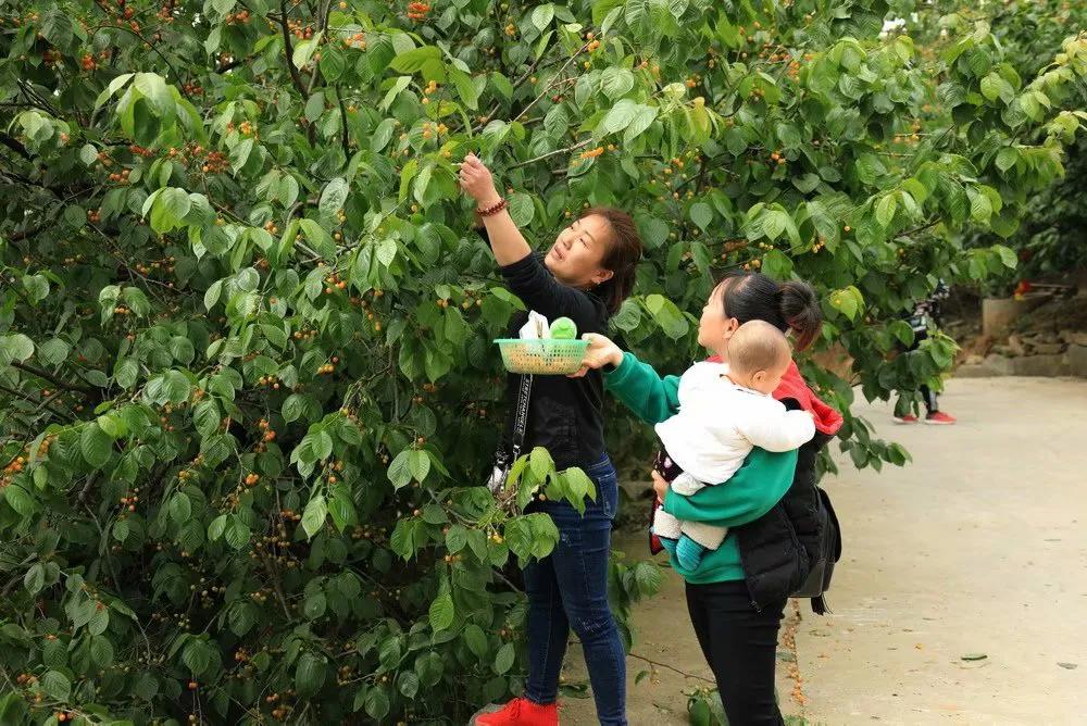 人间最美四月天，十里樱桃红满园