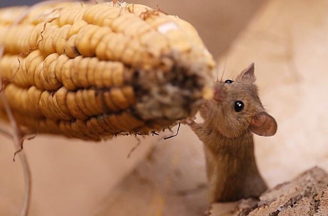 冬月初一老祖宗留下来的谚语,老祖宗说老鼠年