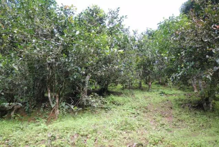 那卡是班章吗,那卡和班章口感