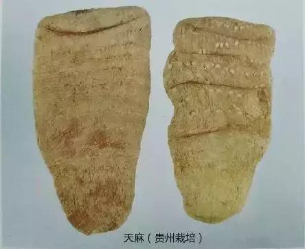 天麻的鉴别特征和功效,天麻的道地药材