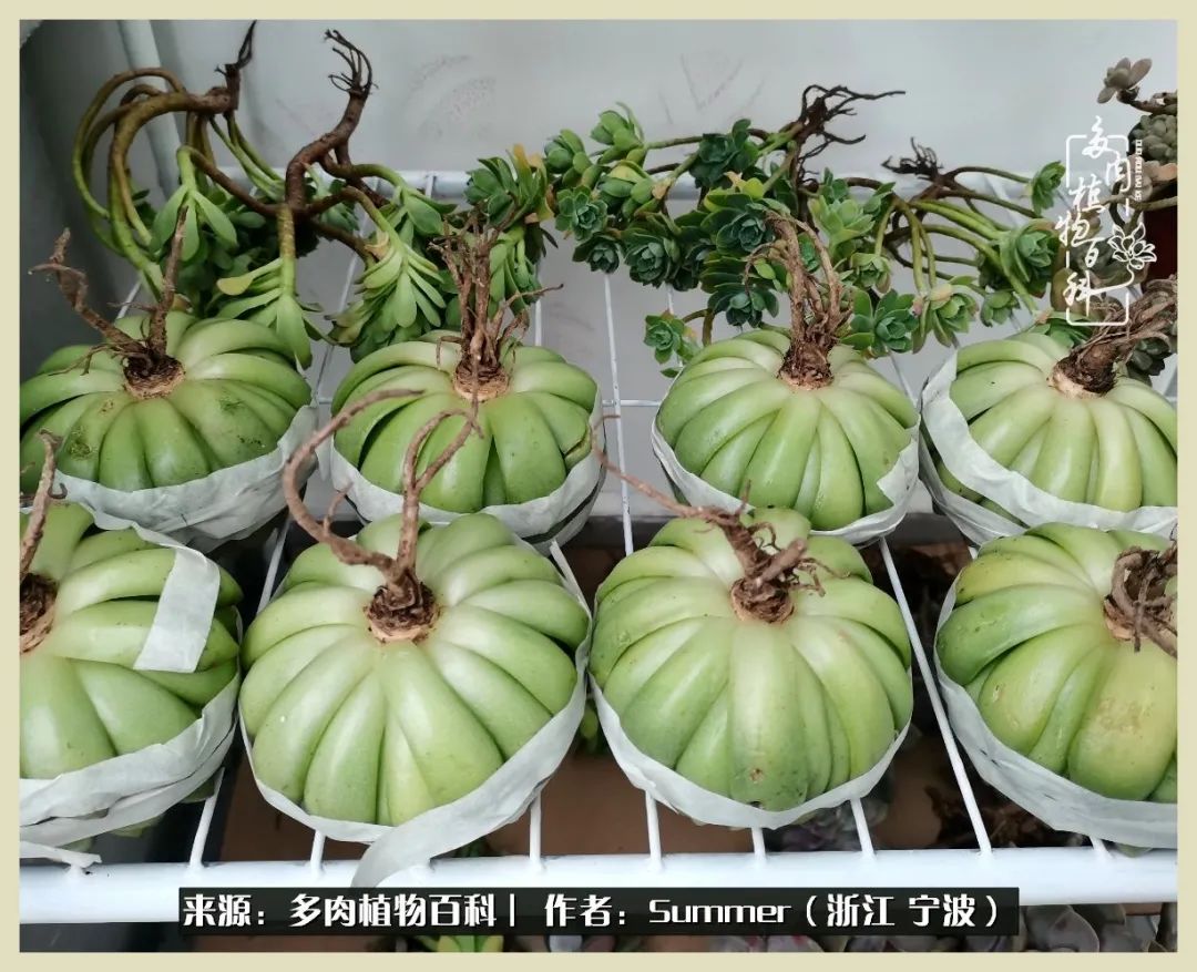 多肉小白新手入门,多肉新手上路请多指教