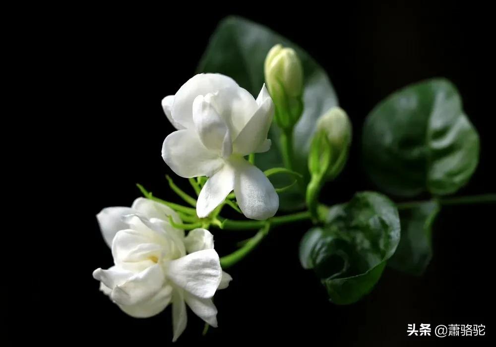 烘青茉莉花茶哪家好,茉莉花茶哪家好成都
