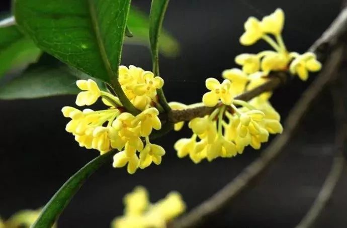 花突然蔫了？你家装修污染可能出问题了！