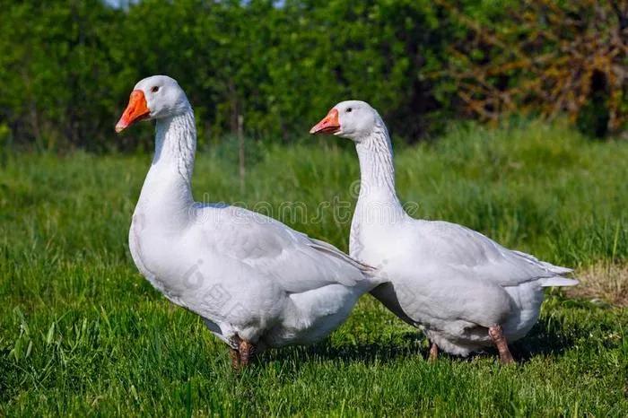 北面羽绒服和加拿大鹅羽绒服区别,北面羽绒服和加拿大鹅哪个好