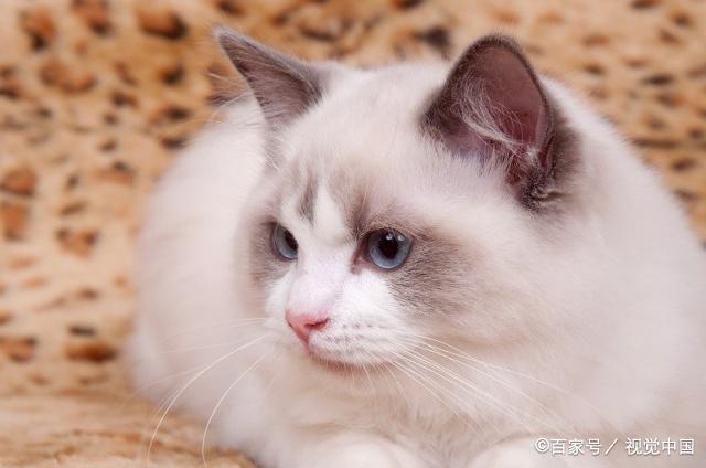 猫咪怕生怎么养熟,成年猫咪出门胆子小怎么纠正